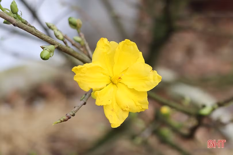 Vườn mai 3.000 gốc của một nông dân xứ Cẩm hứa hẹn thu về hơn 2 tỷ đồng