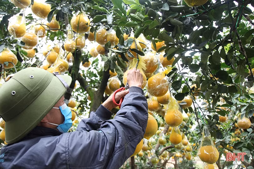 Bưởi cảnh hàng chục triệu đồng đã đổ về Hà Tĩnh