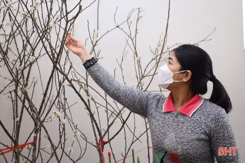 Chị em Hà Tĩnh không tiếc tiền sắm hoa mận rừng chơi tết