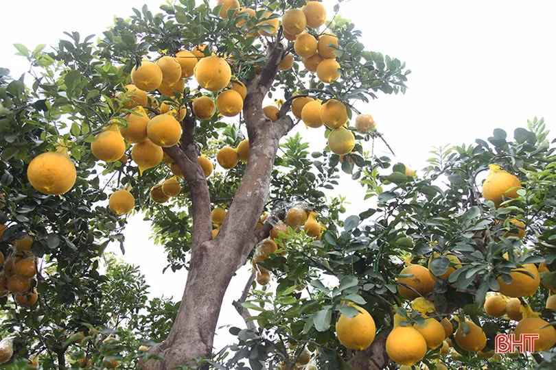 Bưởi cảnh hàng chục triệu đồng đã đổ về Hà Tĩnh