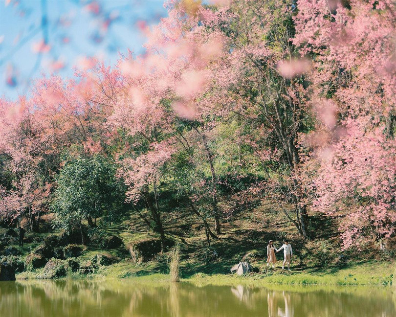 Mai anh đào nở rộ ở miền Bắc Thái Lan