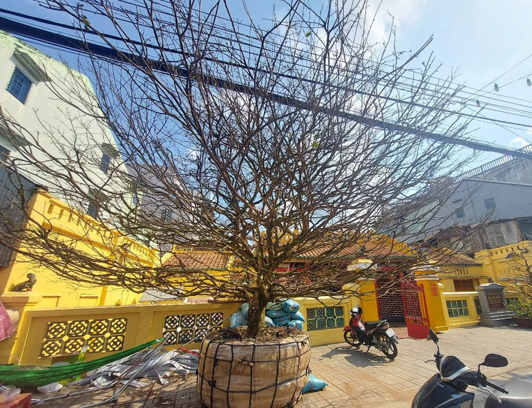Cây mai khủng vừa xuống chợ, đại gia An Giang chi 4 tỷ đồng mua đứt - 2 Cây mai “khủng” vừa xuống chợ, đại gia đã chi 4 tỷ đồng “mua đứt”