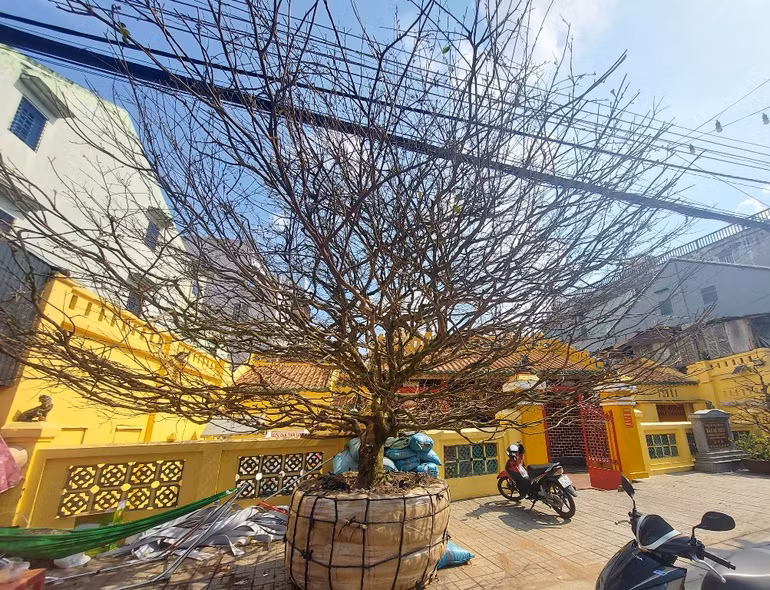 Cây mai “khủng” vừa xuống chợ, đại gia đã chi 4 tỷ đồng “mua đứt”