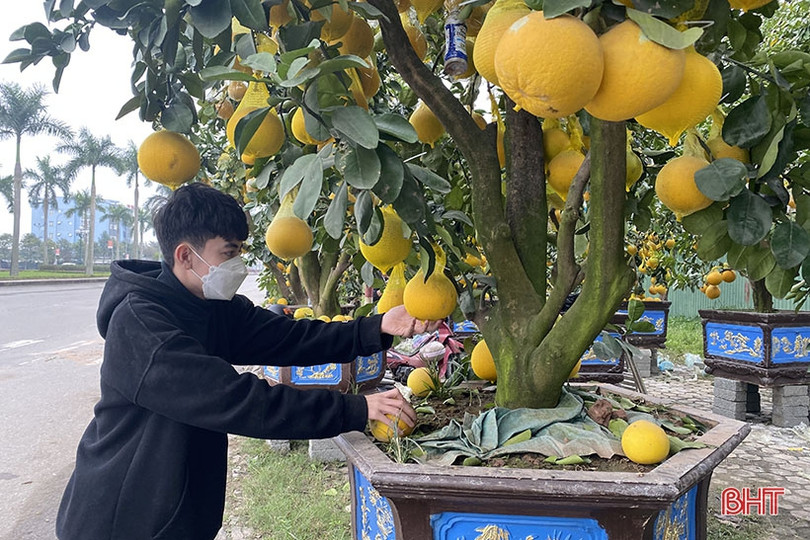 TP Hà Tĩnh bố trí 6 điểm kinh doanh hoa, cây cảnh tết Nhâm Dần