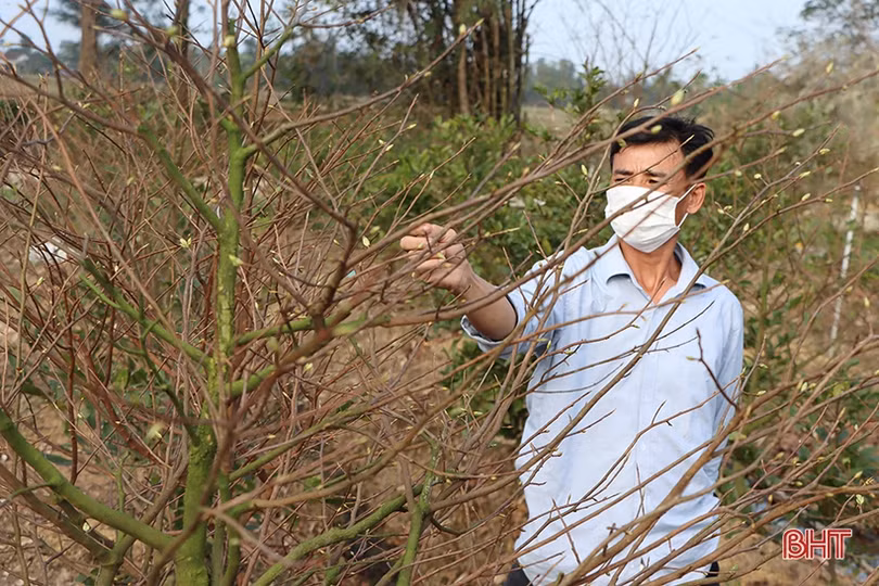 Mai anh đào nở rộ ở miền Bắc Thái Lan