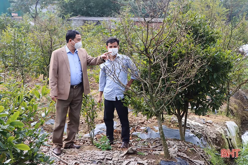 Vườn mai 3.000 gốc của một nông dân xứ Cẩm hứa hẹn thu về hơn 2 tỷ đồng