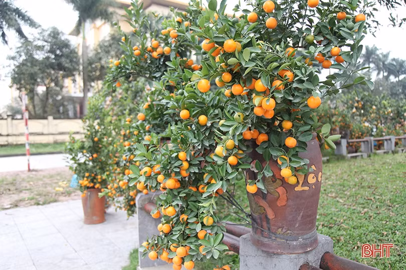 Bưởi cảnh hàng chục triệu đồng đã đổ về Hà Tĩnh