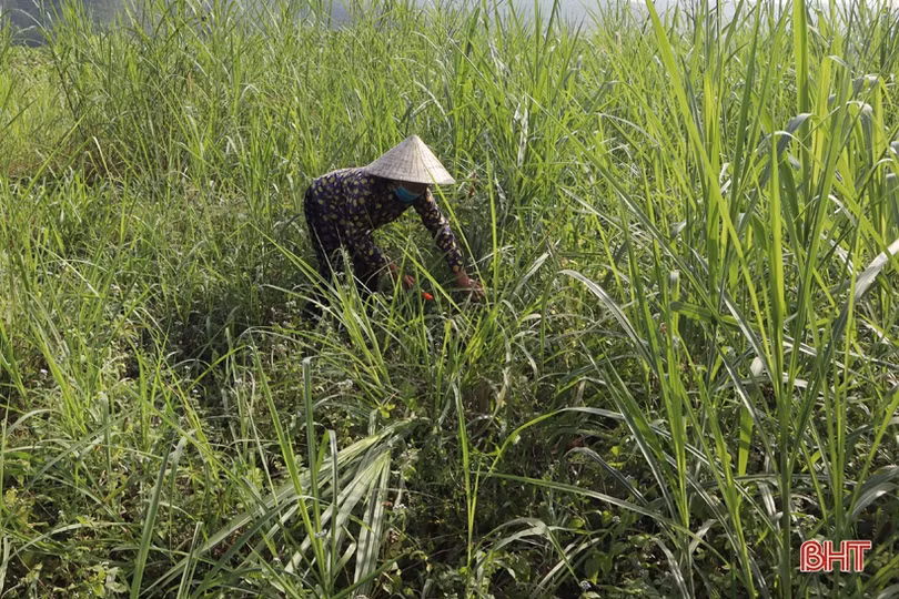 Người dân miền núi Hà Tĩnh sớm lo phòng rét cho đàn vật nuôi