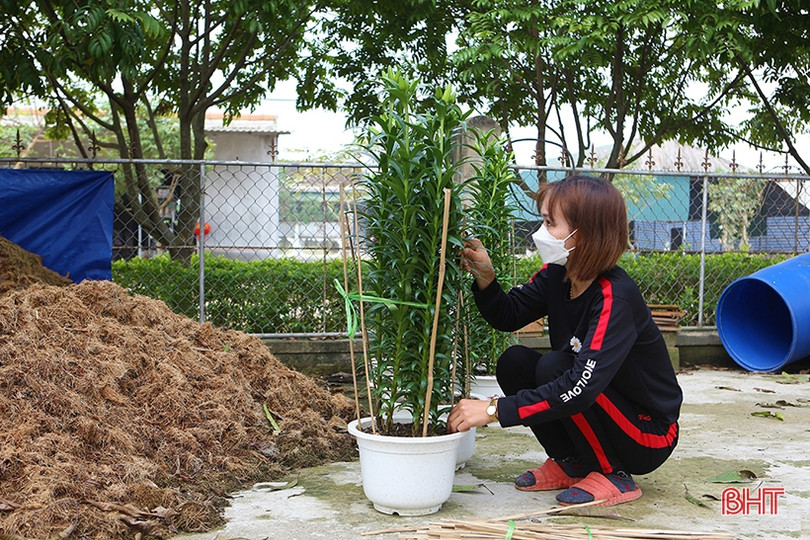 Thương lái đến tận vườn đặt cọc, người trồng hoa ở Hà Tĩnh hết lo ế hàng