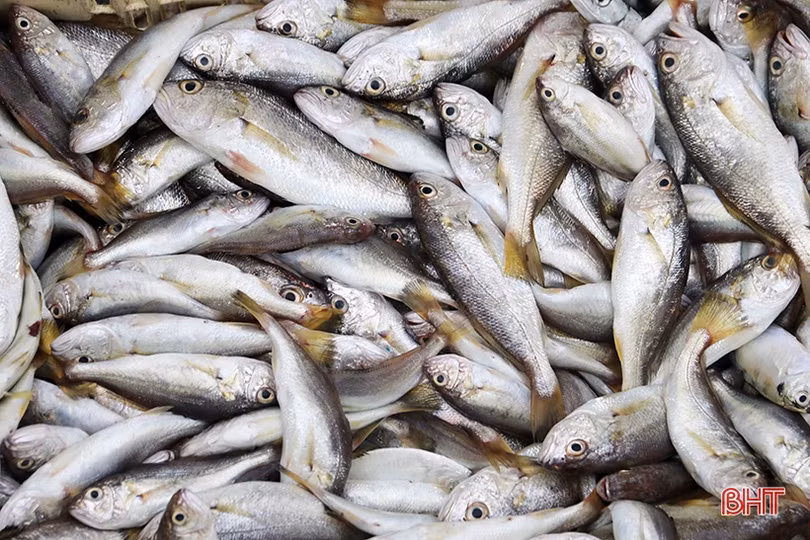 Ngư dân phía Nam Hà Tĩnh tất bật ra khơi săn “lộc biển” dịp cận tết