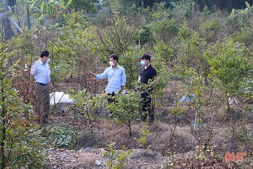 Vườn mai 3.000 gốc của một nông dân xứ Cẩm hứa hẹn thu về hơn 2 tỷ đồng