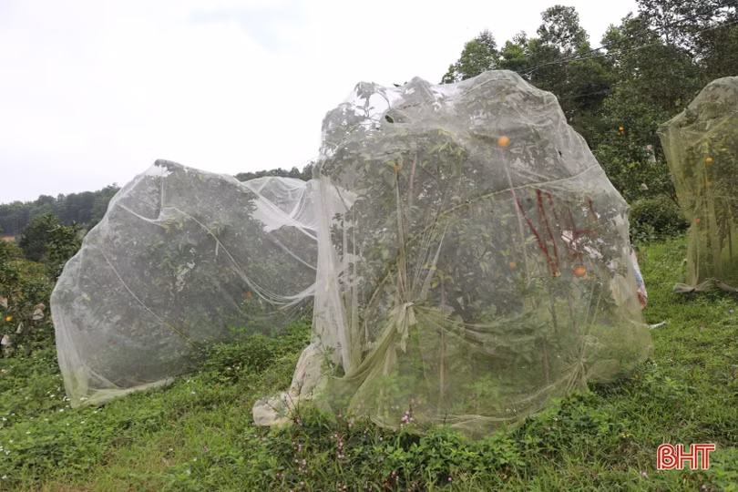 Cam chín mọng vườn đồi, người dân Hương Khê phấn khởi bước vào vụ tết