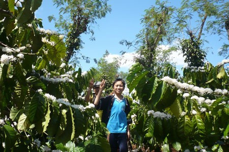 Trẻ em vui chơi dưới tán cây cà phê.