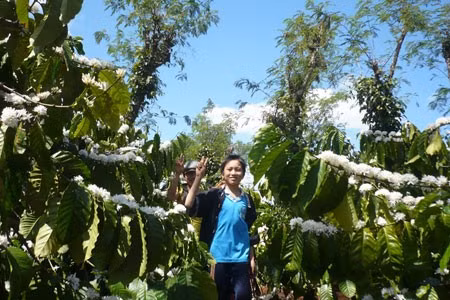 Trẻ em vui chơi dưới tán cây cà phê.