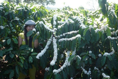 Thiếu nữ bên cây.
