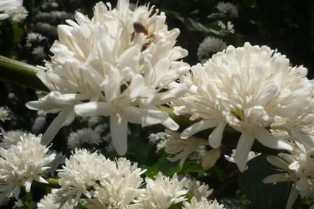 Ong say sưa hút mật.