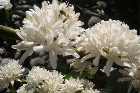 Ong say sưa hút mật.