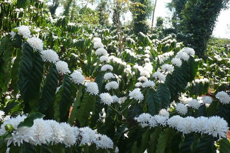 Như bàn tay nàng Bạch Tuyết.