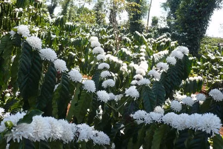 Như bàn tay nàng Bạch Tuyết.