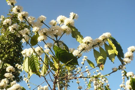 Cao cao trên bầu trời.