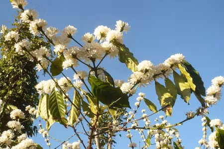 Cao cao trên bầu trời.