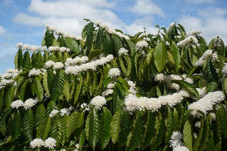 Trắng trắng dưới nắng trời Tây nguyên.