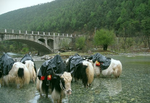 Bò Yak lông dài ở Bạch Thủy Hà.