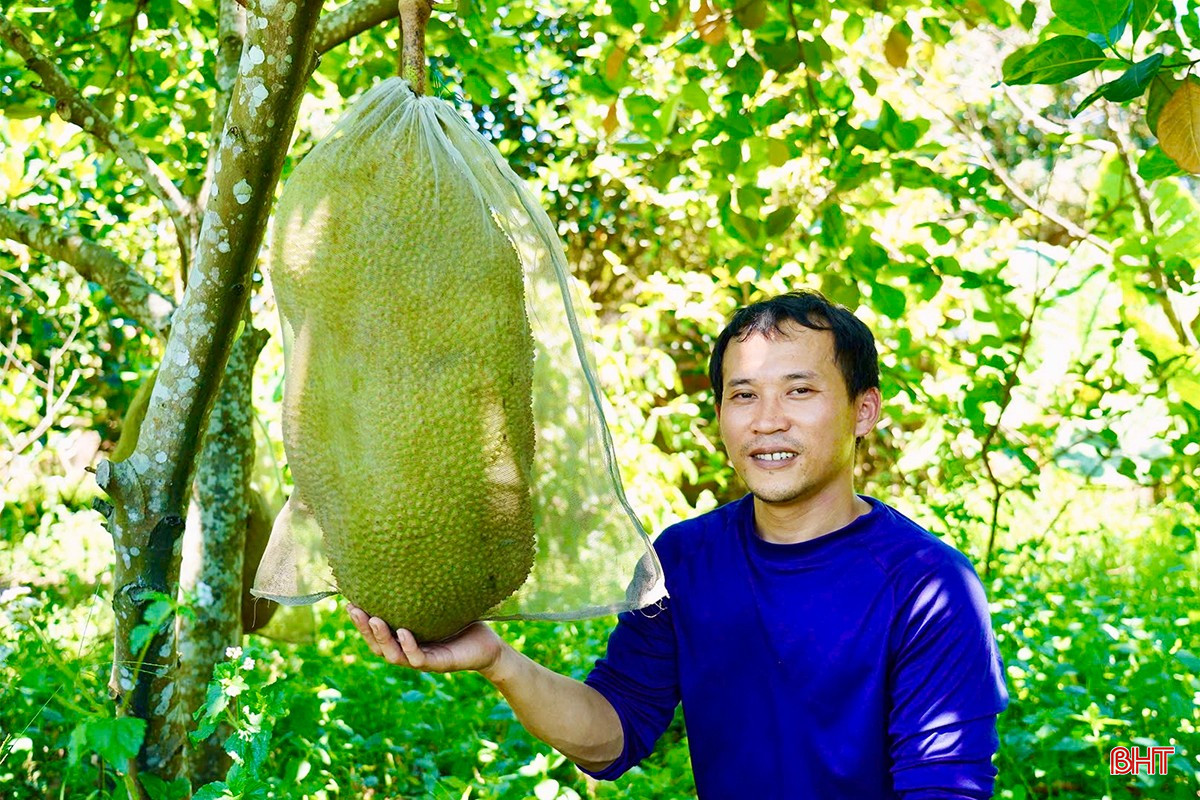 Hiện khu vườn có gần 250 cây mít gồm: mít Thái Lan, mít Malaysia và mít ruột đỏ. Quả mít nặng trung bình 12-13kg, múi giòn ngọt, ít xơ. “Gia đình không dùng thuốc bảo vệ thực vật nên nhiều người mua ăn yên tâm. Mít thu hoạch quanh năm, mỗi năm bán được 10-12 tấn, lãi hơn 180 triệu đồng” - anh Nguyên chia sẻ.