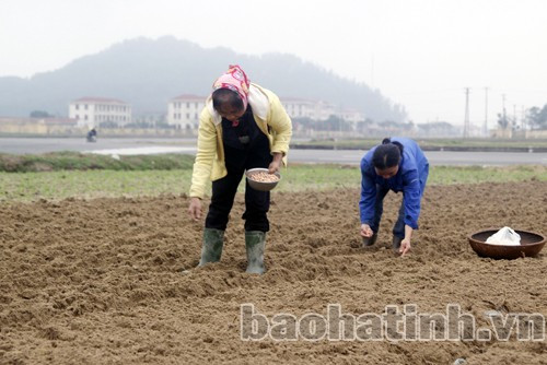 Bà con nông dân xã Thạch Bằng (Lộc Hà) trỉa lạc xuân 2014.