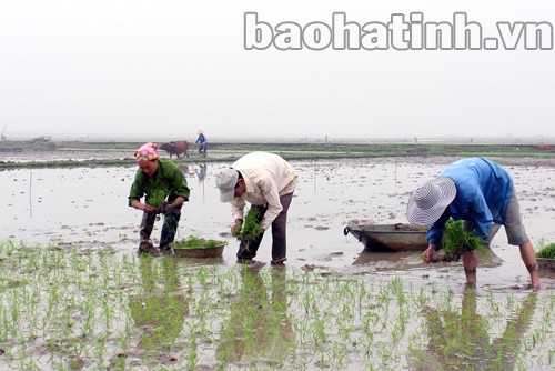 Điều tiết nước hợp lý tránh ngập úng cho những diện tích đã gieo cấy