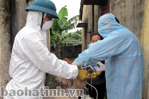 ... và tiêm phòng cho đàn gia cầm là những biện pháp hữu hiệu để phòng chống dịch