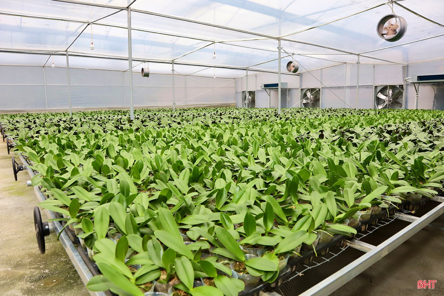 این شرکت همچنین در حال برنامه ریزی برای تولید نهال است و بیش از ۶۰ هزار نهال را برای عرضه به بازار در سال آینده آماده کرده است. bqbht_br_2.jpg