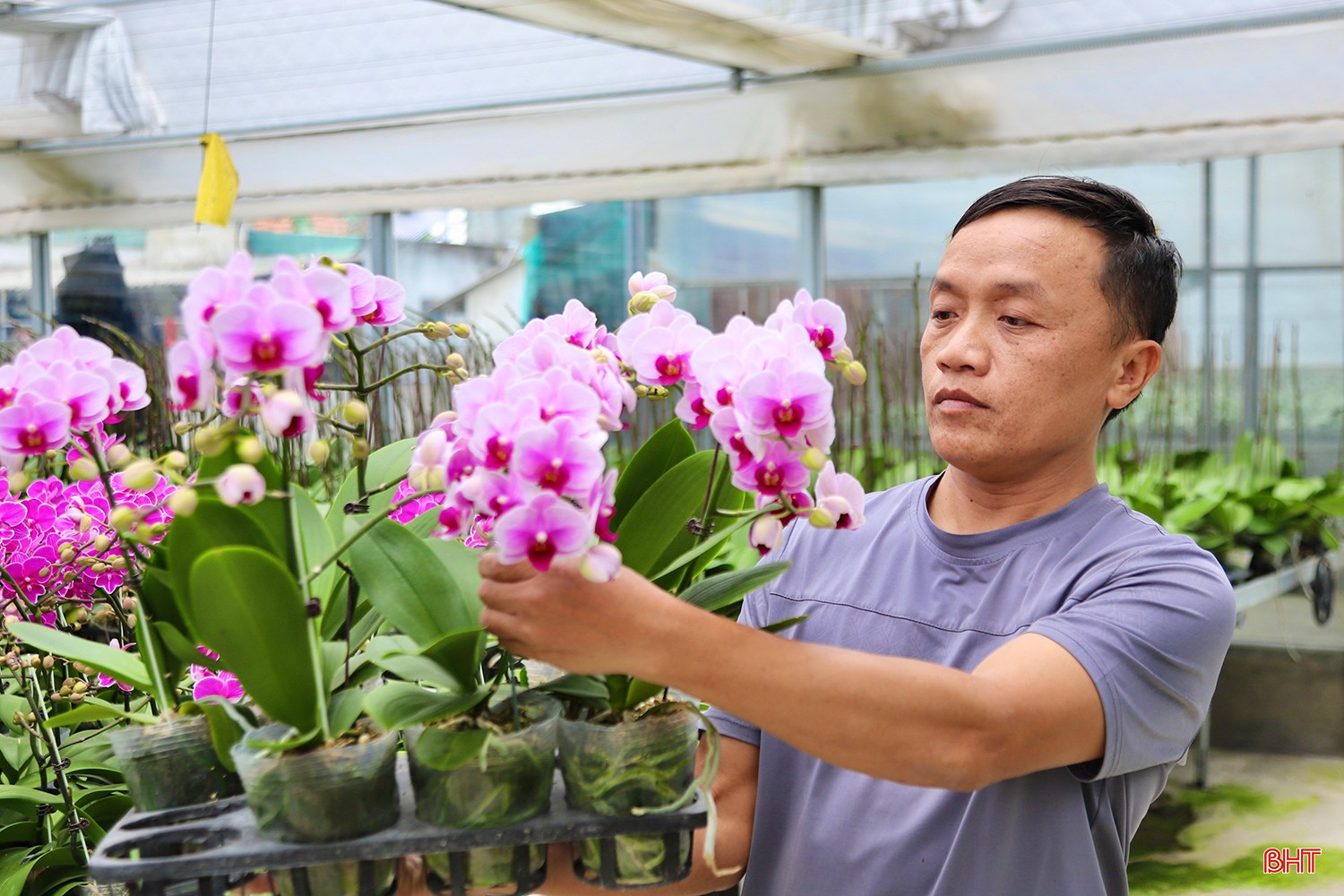 آقای بویی کوک ویت، یکی از کارگران شرکت تری دوک ها تین، گفت: «برای اطمینان از آماده بودن گلها برای بازار تت، باید هر روز با دقت از ارکیدهها مراقبت کنیم. به طور خاص، مرحله مراقبت از ساقههای گل نیاز به توجه ویژه به دما و شرایط نوری دارد. دمای استاندارد روز ۲۵ تا ۲۷ درجه سانتیگراد و دمای شب حدود ۱۸ درجه سانتیگراد است؛ حفظ سطح نور ۲۰ تا ۳۰ هزار لوکس به تمایز جوانههای گل و افزایش میزان گلدهی کمک میکند.» bqbht_br_22.jpg