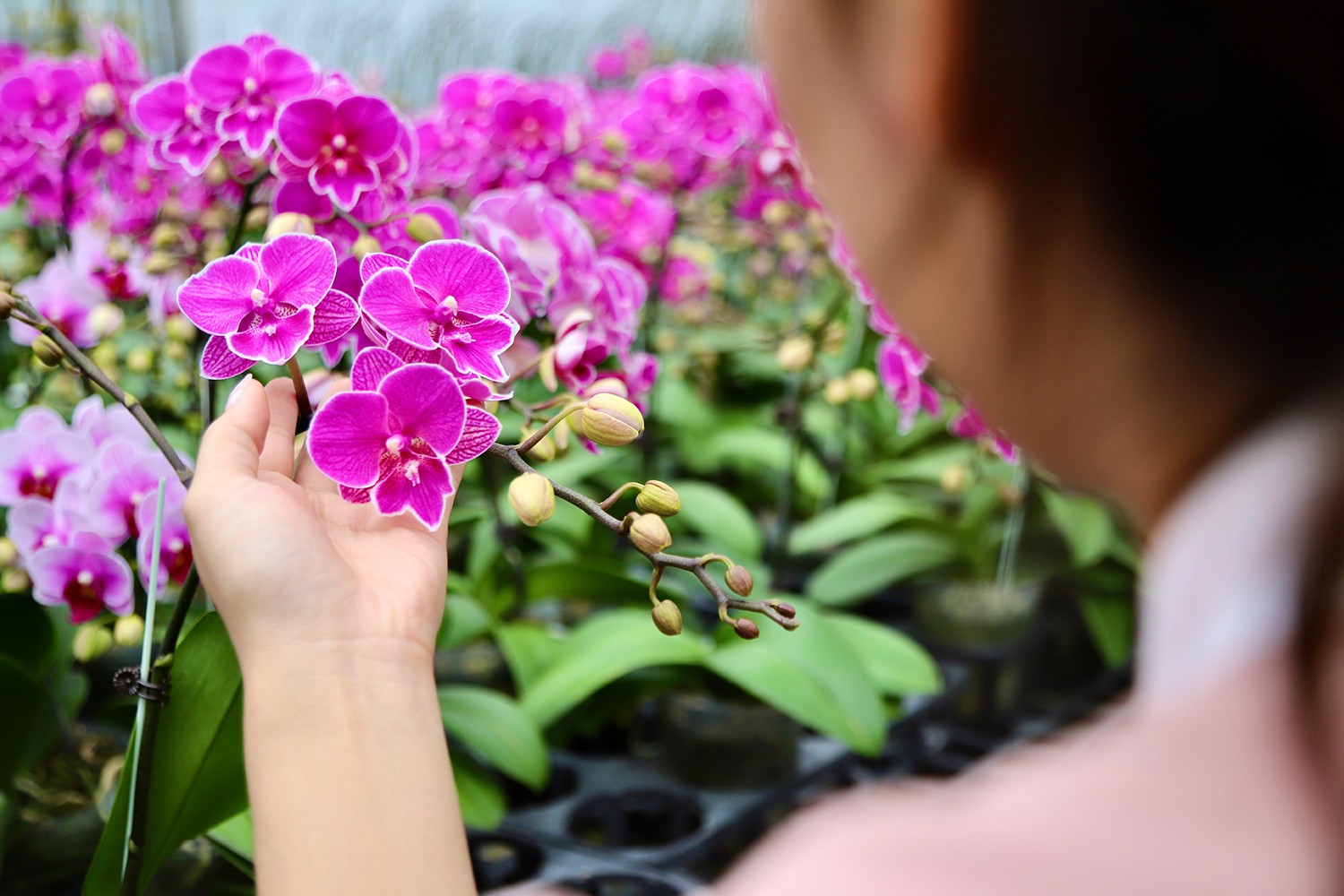 به لطف مراقبت خوب، هر گیاه به طور متوسط ۱۳ تا ۱۴ گل داد. نکته قابل توجه این است که ۱۰۰٪ گیاهان در دسته A (دارای ۹ گل یا بیشتر) قرار گرفتند. Nhờ chăm sóc tốt, mỗi cây đạt trung bình 13-14 bông. Đặc biệt, 100% số cây đều nằm trong nhóm loại A (có từ 9 bông trở lên).