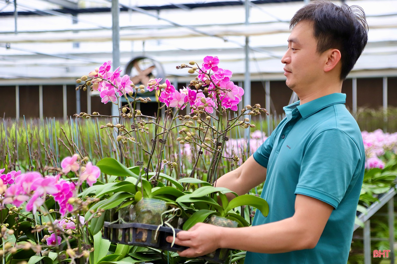 آقای تران ون خان، یکی از کارگران شرکت تری دوک ها تین، گفت: «در این مرحله، ما باید گیاهان را با دقت زیادی دستهبندی کنیم. گیاهانی که غنچههای بزرگی دارند، در اولویت مراقبت قرار میگیرند تا برای بازارهای کریسمس و سال نو آماده باشند، در حالی که گیاهانی که غنچههای کوچکی دارند، برای سال نو قمری رزرو شدهاند.» bqbht_br_11.jpg