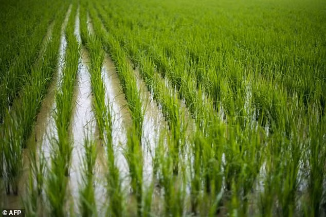 afp viet nam gap kho khi can bang giua nuoi tom va trong lua o dbscl