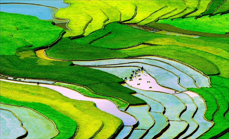 tay bac mua lua chin ruc ro sac vang trong anh dau an viet nam