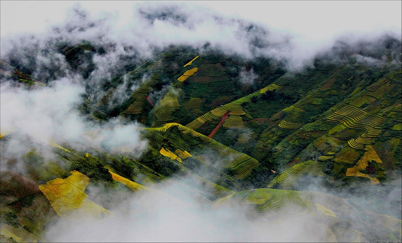 tay bac mua lua chin ruc ro sac vang trong anh dau an viet nam