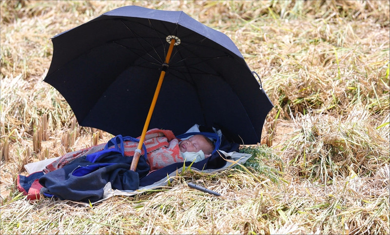 tay bac mua lua chin ruc ro sac vang trong anh dau an viet nam