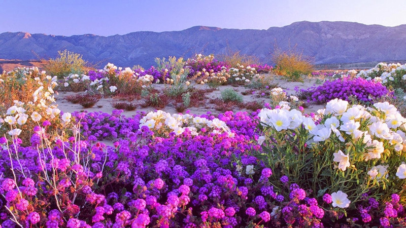 nhung su that bat ngo ve sa mac sahara