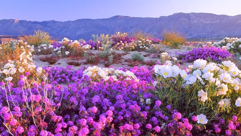 nhung su that bat ngo ve sa mac sahara