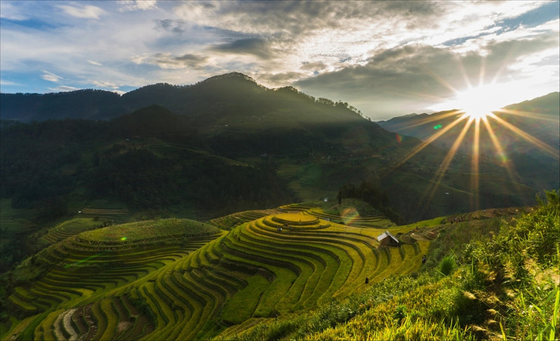 tay bac mua lua chin ruc ro sac vang trong anh dau an viet nam