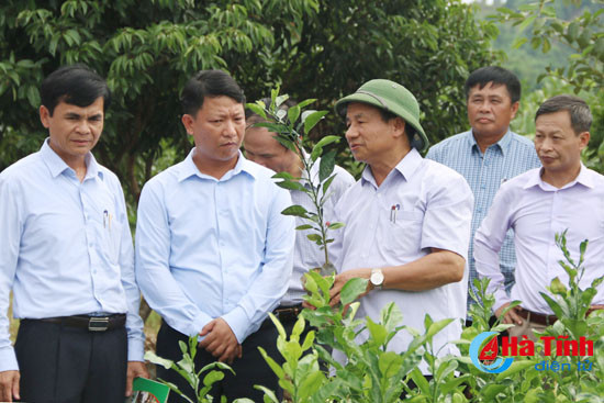 Bí thư Tỉnh uỷ: Sản xuất phải là gốc của xây dựng nông thôn mới ảnh 4 bi thu tinh uy san xuat phai la goc cua xay dung nong thon moi