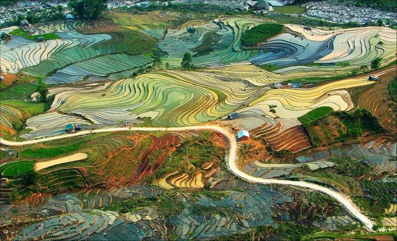 tay bac mua lua chin ruc ro sac vang trong anh dau an viet nam