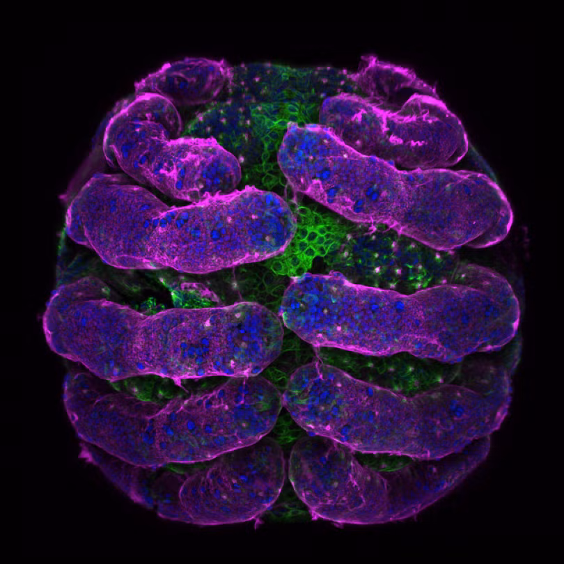 Ngắm những bức ảnh chụp dưới kính hiển vi đẹp nhất năm 2018