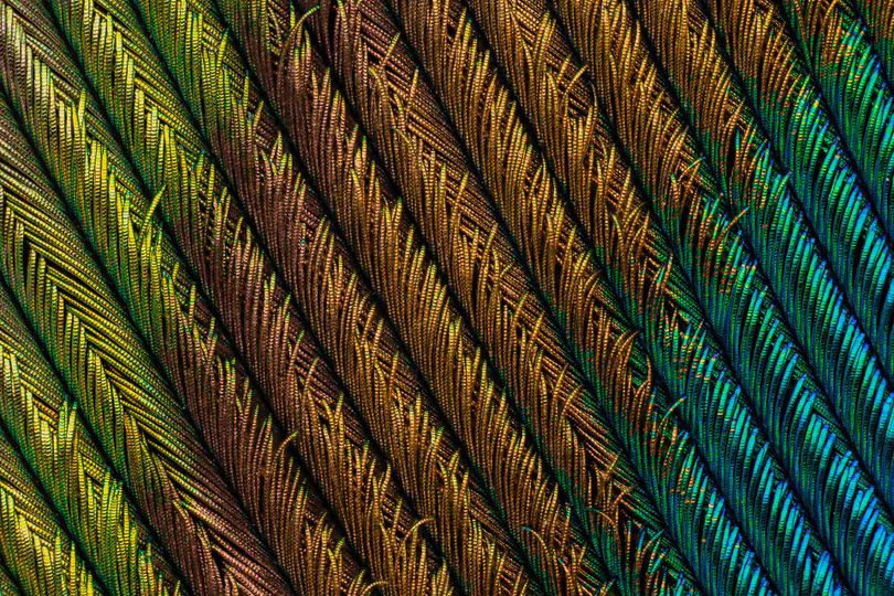 Ngắm những bức ảnh chụp dưới kính hiển vi đẹp nhất năm 2018