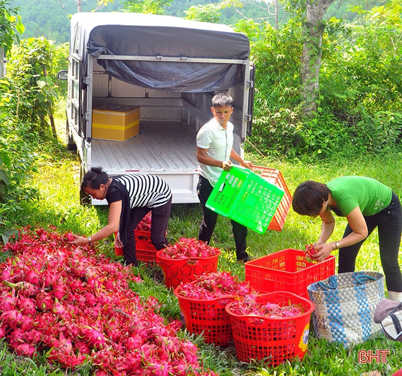 Ngắm trại thanh long ruột đỏ “made in Hà Tĩnh” thu nửa tỷ đồng/năm