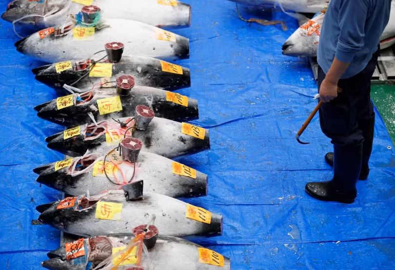 Chợ cá lớn nhất thế giới tổ chức phiên đấu giá đầu tiên tại địa điểm mới