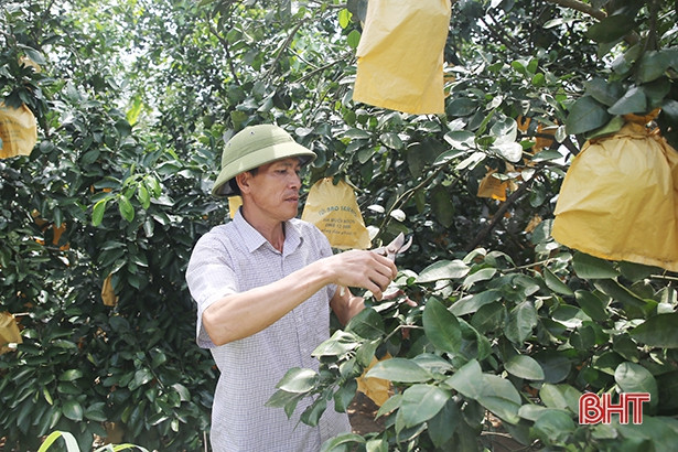 Hương Khê: Hơn 1.400 mô hình thu nhập trên 100 triệu đồng/năm