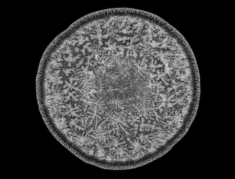 Ngắm những bức ảnh chụp dưới kính hiển vi đẹp nhất năm 2018